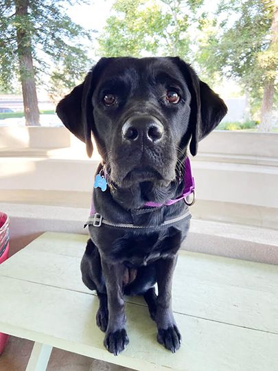 Apple, our facility dog